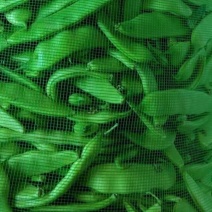 大油豆