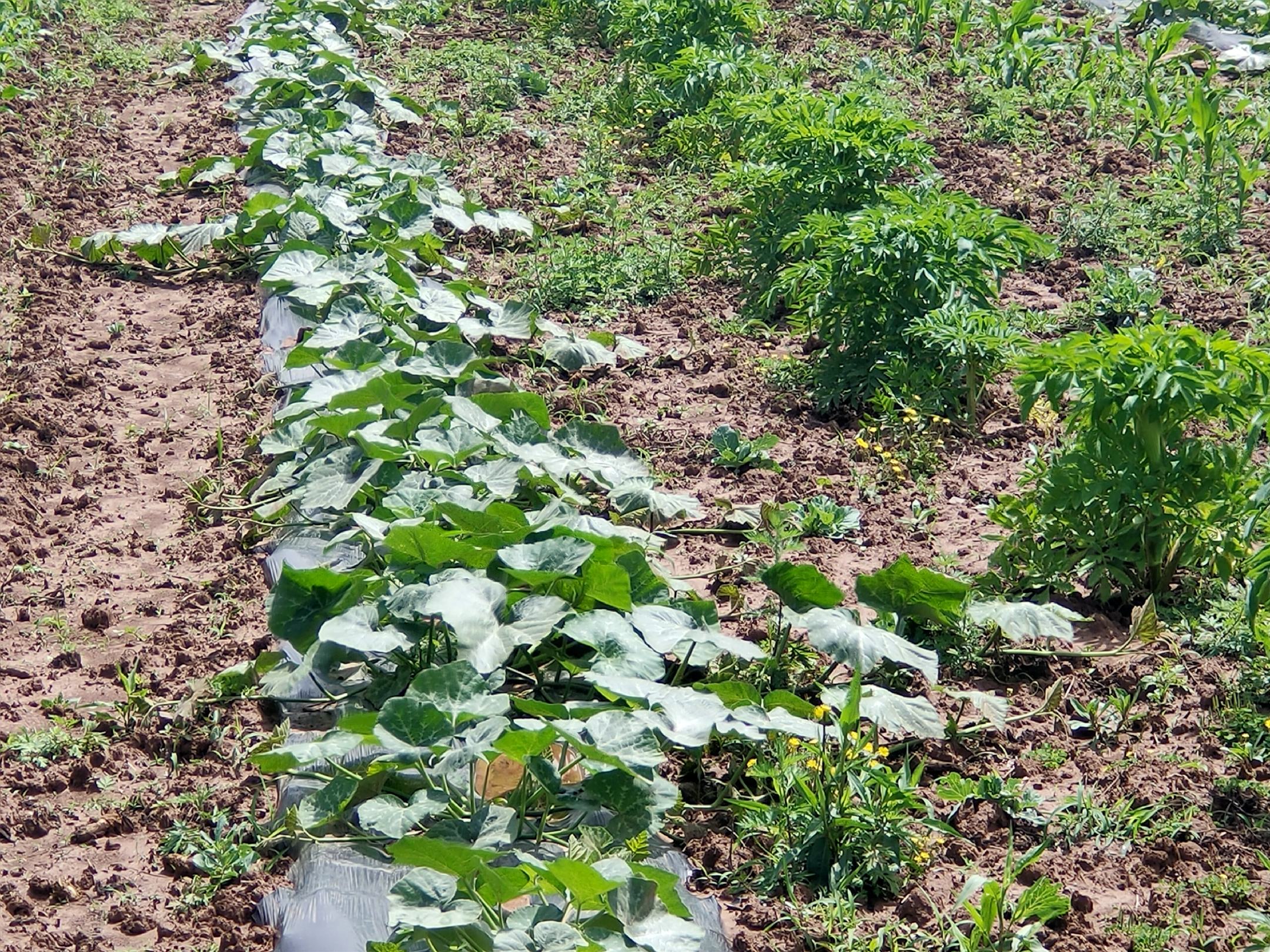 一片长势良好的蜜本南瓜田,藤蔓匍匐生长,叶片宽大呈深绿色,部分植株已开花,黄色花朵明显可见,背景为阳光照射下的田园风光,体现健康生态种植环境 蜜本南瓜田间生长实景图
