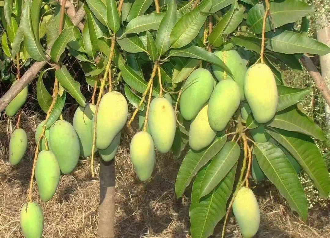 大青芒树上熟标准果实形态——果皮青黄过渡均匀、蜡质层完整、果梗木质化程度高、无裂果与日灼痕迹 大青芒树上熟果实特写:单果重约620g,果皮呈青黄渐变色,果肩微凸,表面覆薄层银白蜡粉,果梗粗壮呈深褐色,无机械伤与病斑
