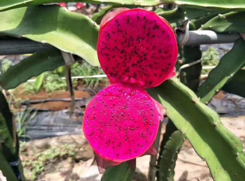 红心火龙果植株在阳光下生长