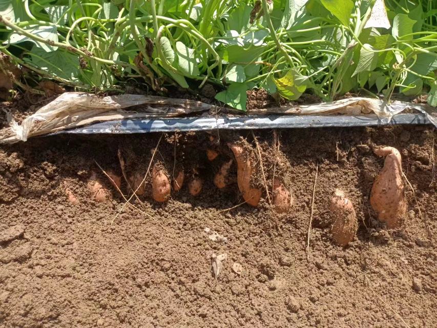 红薯田间生长实景图