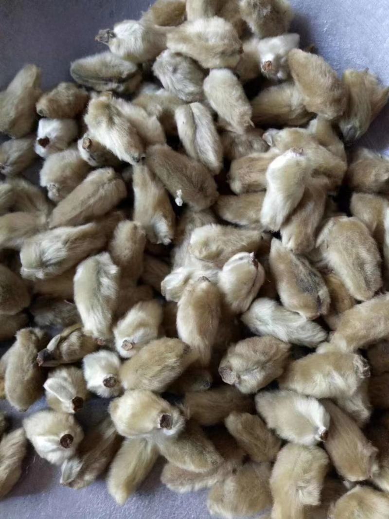 南召县辛夷花中草药辛夷颗粒饱满无杂质