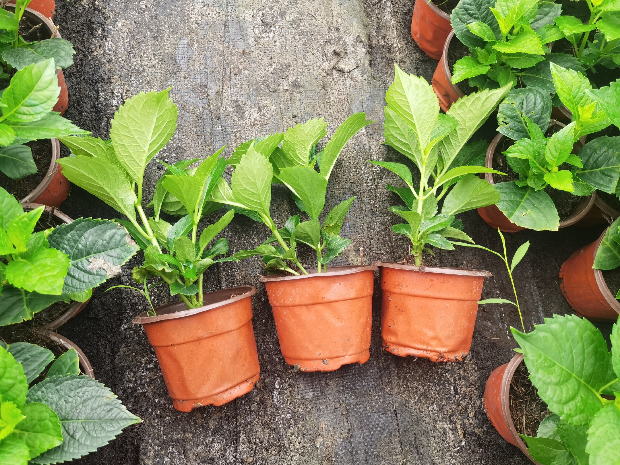 八角金盘盆栽种植图