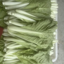 小白菜飘儿菜