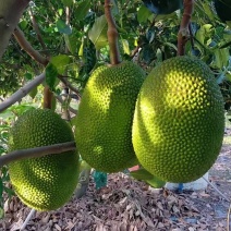 海南红肉泰八精品红肉菠萝蜜工厂代加工包工包料【产地价格】