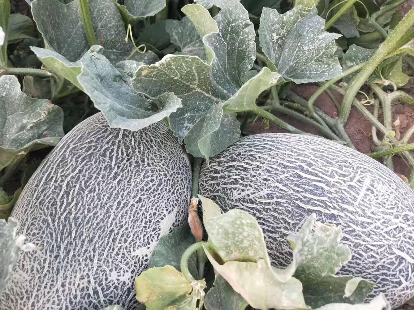 采摘中的伽师瓜
