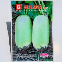 速生翠玉萝卜种子耐热抗病脆嫩多汁青萝卜种子水果萝卜
