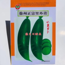 水果萝卜种子徐州正宗里外青萝卜种子微辣脆甜多汁秋播萝卜