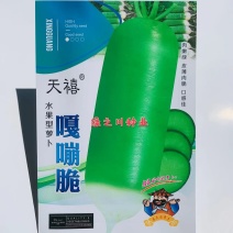 天禧嘎嘣脆水果型萝卜种子皮薄肉脆小叶露头青萝卜种子甜脆