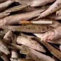 麻鱼