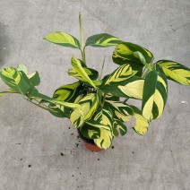 进口高档室内观叶绿植盆栽金梦竹芋黄油画马克思竹芋魅力之星