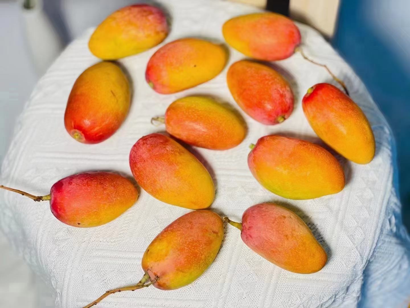 一个成熟的凯特芒放置在木质餐桌上,左侧为完整果实,表皮呈金黄色略带红晕;右侧为纵向切开的剖面,露出鲜艳橙黄的果肉,汁水欲滴,背景有浅色布纹,光线柔和自然 凯特芒整果与切开状态对比图