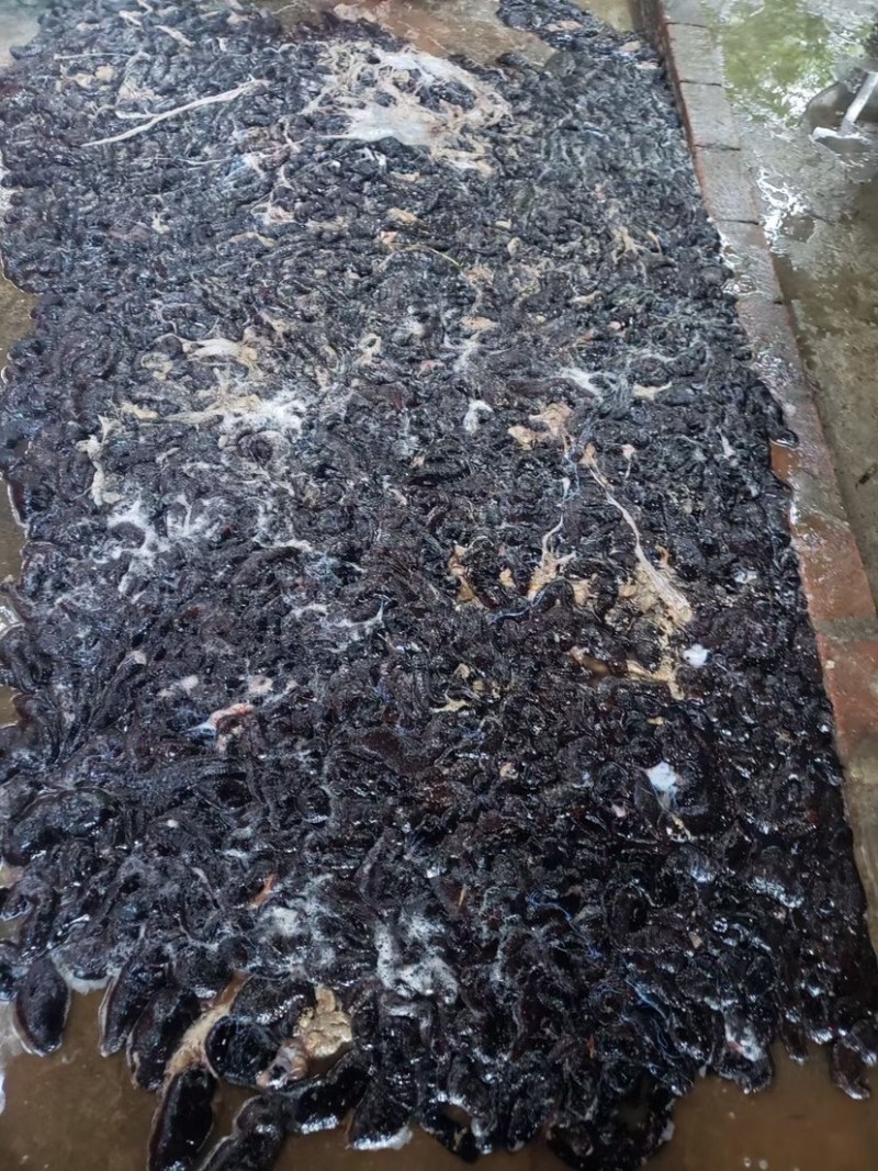 海南新鲜乌沙参(已处理干净)