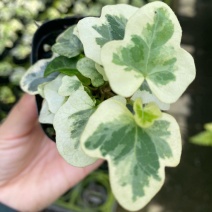 雪莹雪萤日本常春藤人气网红室内外观叶垂吊绿植花卉盆栽植物