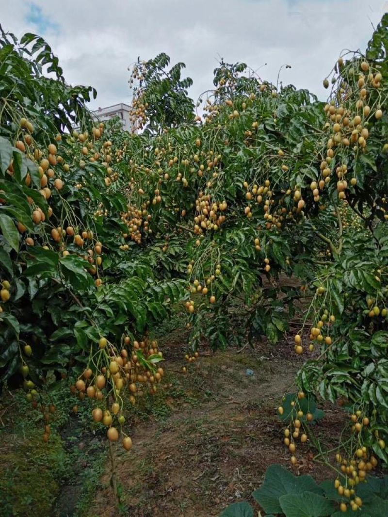 [黄皮批发]广东深圳龙岗区黄皮 5.00元/斤黄皮 _ 一亩田