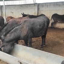 肉驴肥驴架子驴叫驴驹草驴驹生熟驴肉养殖场常年供应