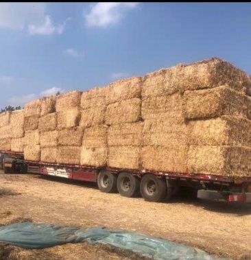 呼伦贝尔牧草出售呼伦贝尔牛羊天然牧草羊胡子草五花草