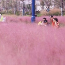粉黛乱子草打造花海粉黛乱子草便宜批发