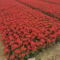 长寿花优质优价便宜批发优惠多多