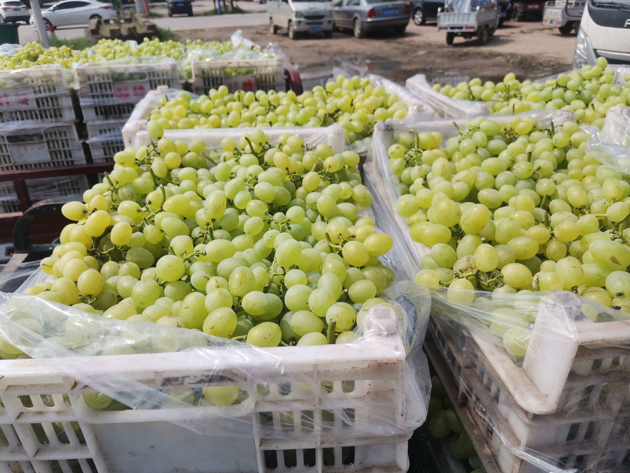 一位消费者正在超市挑选维多利亚葡萄,手中拿着一串色泽金黄、果粒完整的葡萄 维多利亚葡萄的挑选示意图