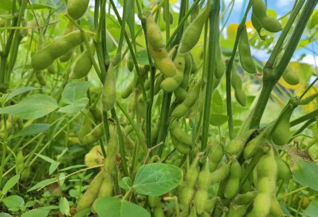 一片绿意盎然的农田中,整齐排列的青大豆植株长势旺盛,叶片浓绿,茎秆挺拔,豆荚饱满悬挂在枝条上,阳光照射下呈现鲜嫩翠绿色,农民正在田间查看生长情况 青大豆翠丰一号田间生长实景