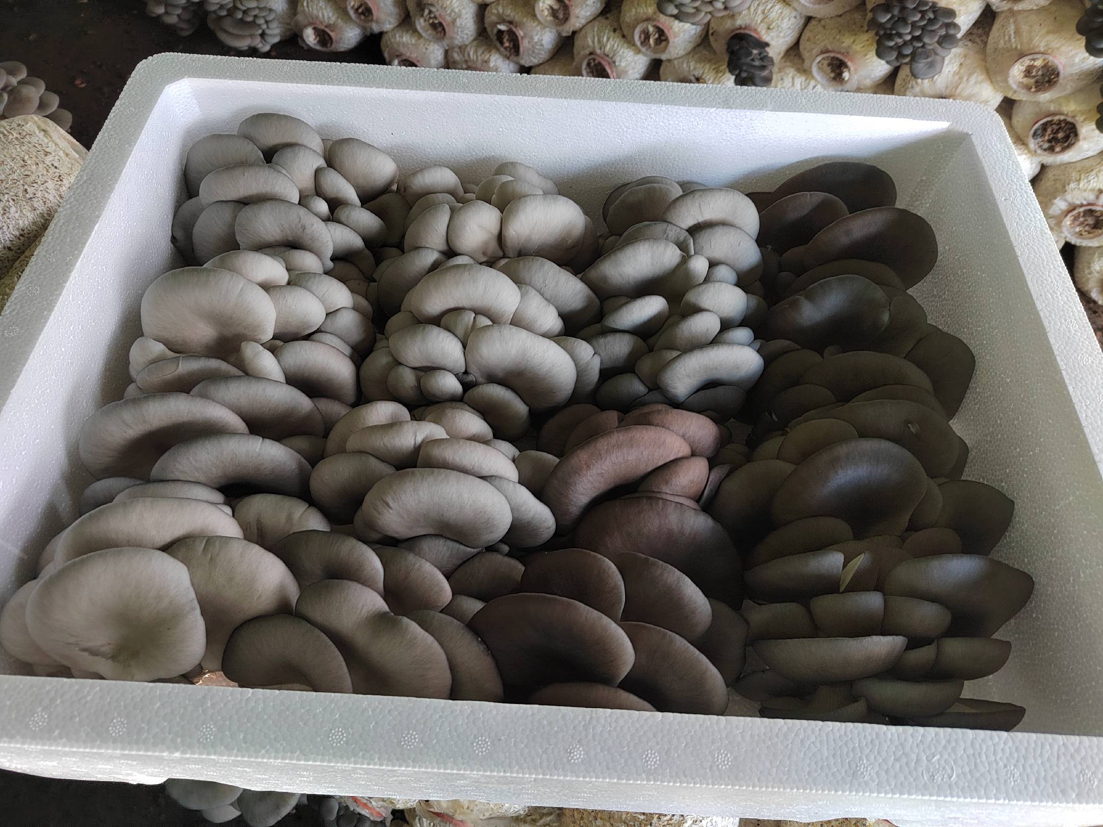 黄平菇料理成品图