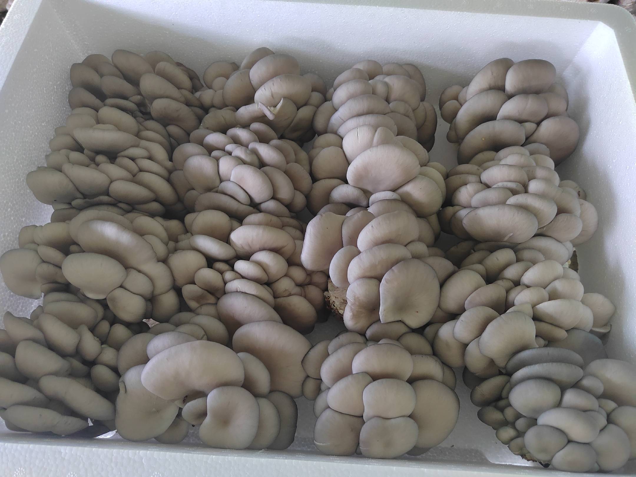 平菇炒腊肉成品图