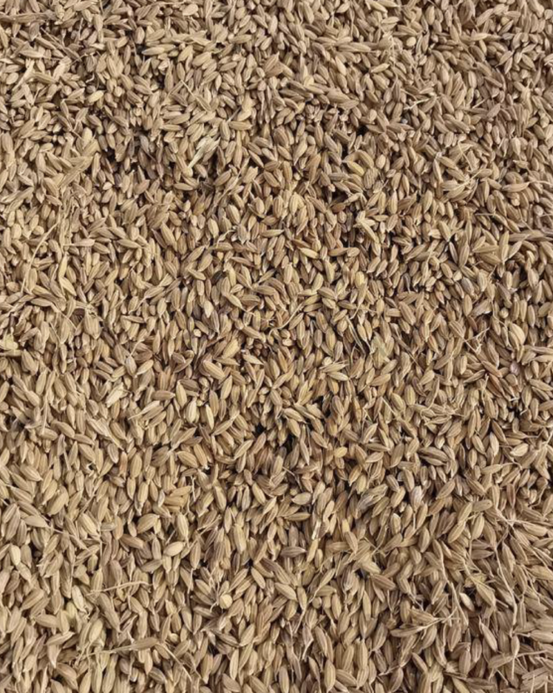 黑稻子黑珍珠东北黑米稻子