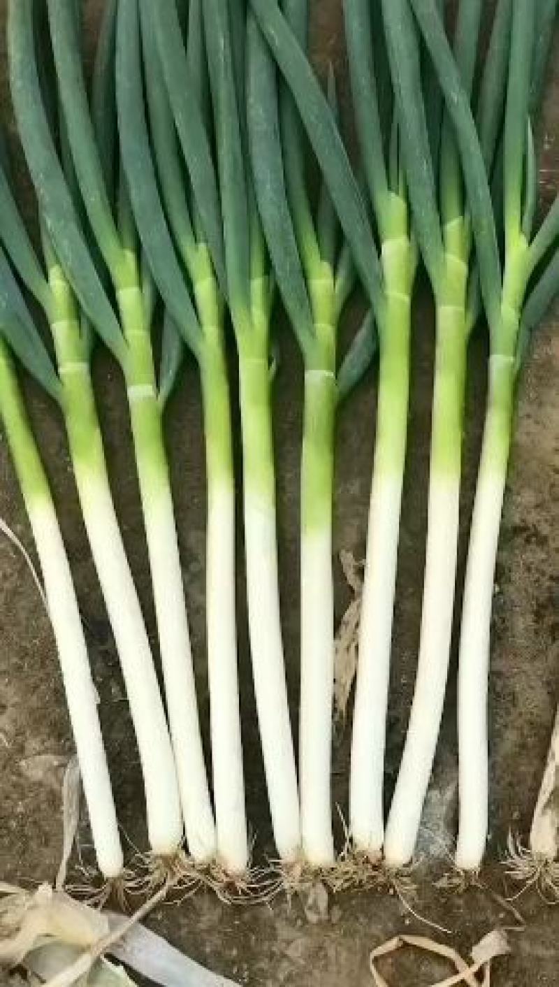 现在可以种大葱种子吗 62cc041db827730a88604e6001220200-800-.jpeg