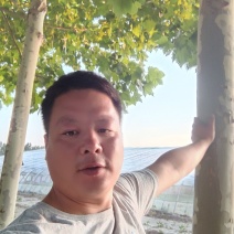 法桐