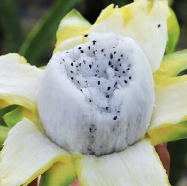 白心火龙果果肉中带有棕色小点的特写