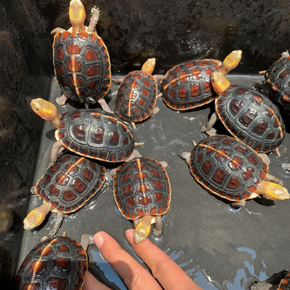 中华草龟苗 全国发货 质量保证 生长快价值高个人养几只乌龟越南石龟