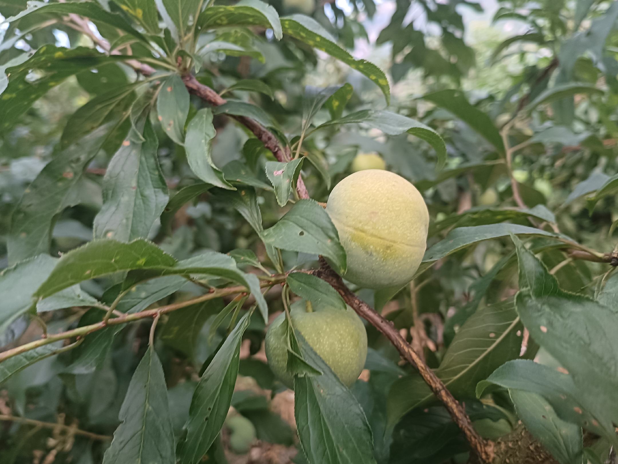 青李子幼树夏季修剪现场