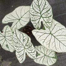 北欧风绿植泰国白色恋人彩叶芋白月光夏季室内植物