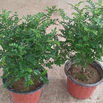 胡椒木，绿化苗木，观赏木，盆栽清香木