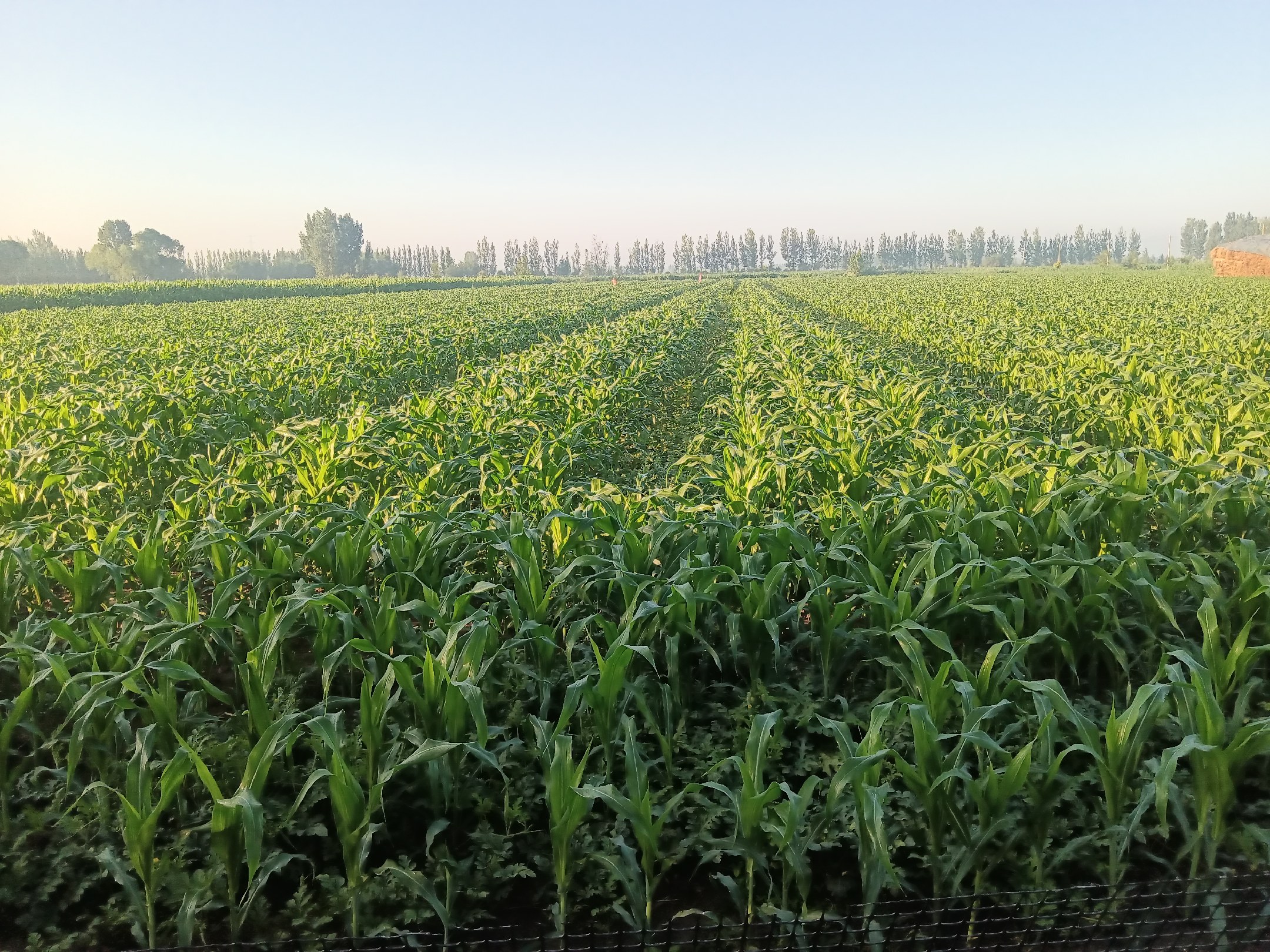 一位年轻女性在户外野餐桌上手持一块京欣西瓜,正准备咬下,果肉鲜红多汁,阳光照射下可见表面微光,周围摆放着其他果蔬,背景为公园绿地,氛围轻松愉悦 消费者品尝京欣西瓜场景