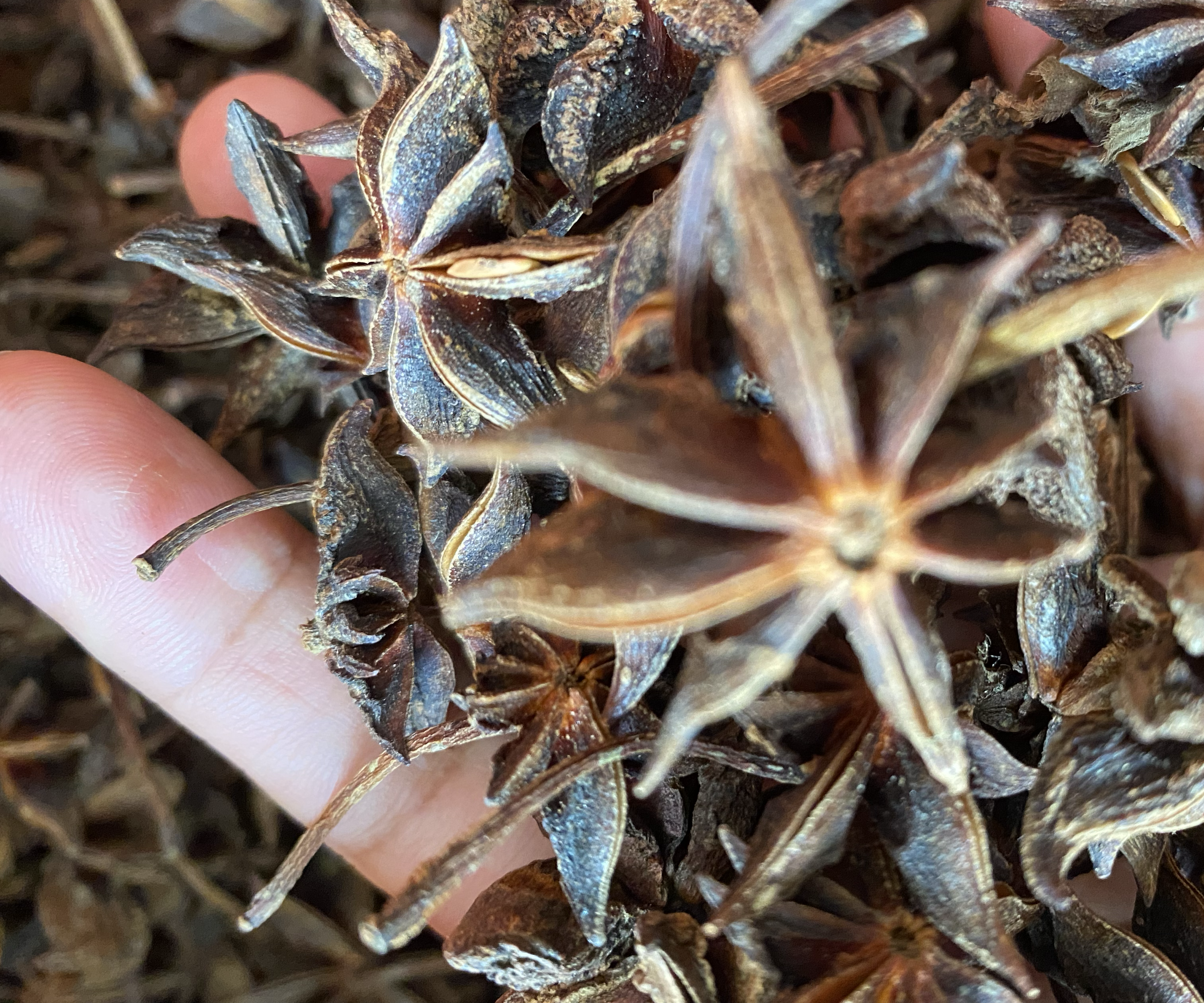 八角刺根部特写图