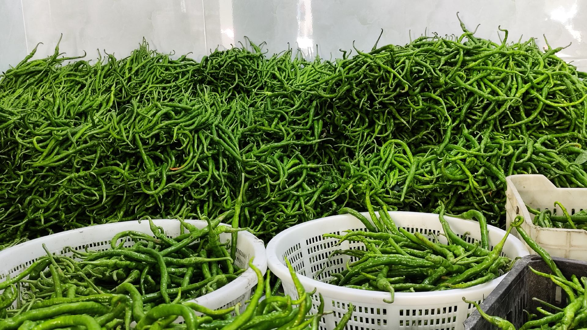 木质桌面上陈列多种螺丝椒衍生产品:玻璃瓶装红油泡椒、透明袋装速冻炒椒片、礼盒装干制辣酱包、小罐发酵剁椒,以及一份标注营养成分表的产品说明书,整体风格简洁专业,体现工业化加工水准 螺丝椒深加工产品组合展示图