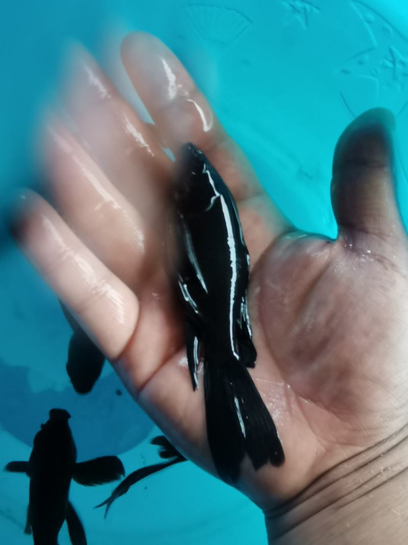 黑彗星,蝴蝶鲤配鱼,十公分左右,大鳍大尾,批发零售