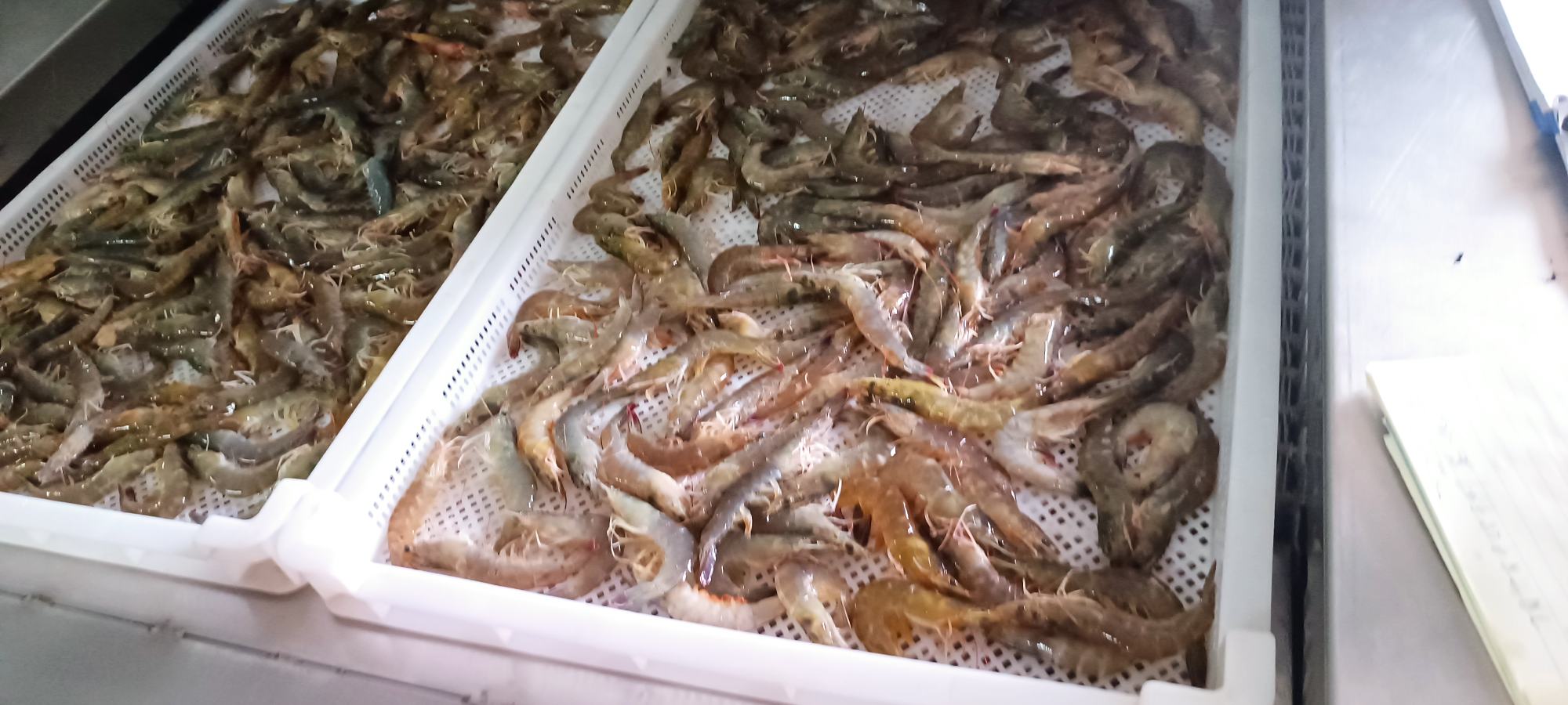 南美白对虾分级包装作业现场