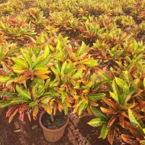 变色木盆栽七彩变叶木苗老桩网红庭院花园阳台多年生观叶大型