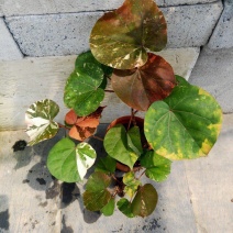 花叶黄槿木本植物网红盆栽叶子奇美庭院阳台花卉绿植