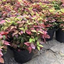火焰南天竹绿植盆栽花卉四季变色易养耐寒多年生庭院盆景观叶
