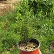 天门冬盆栽花卉