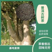 普洱茶古树茶大树茶单株茶绿茶汤色金亮回味无穷