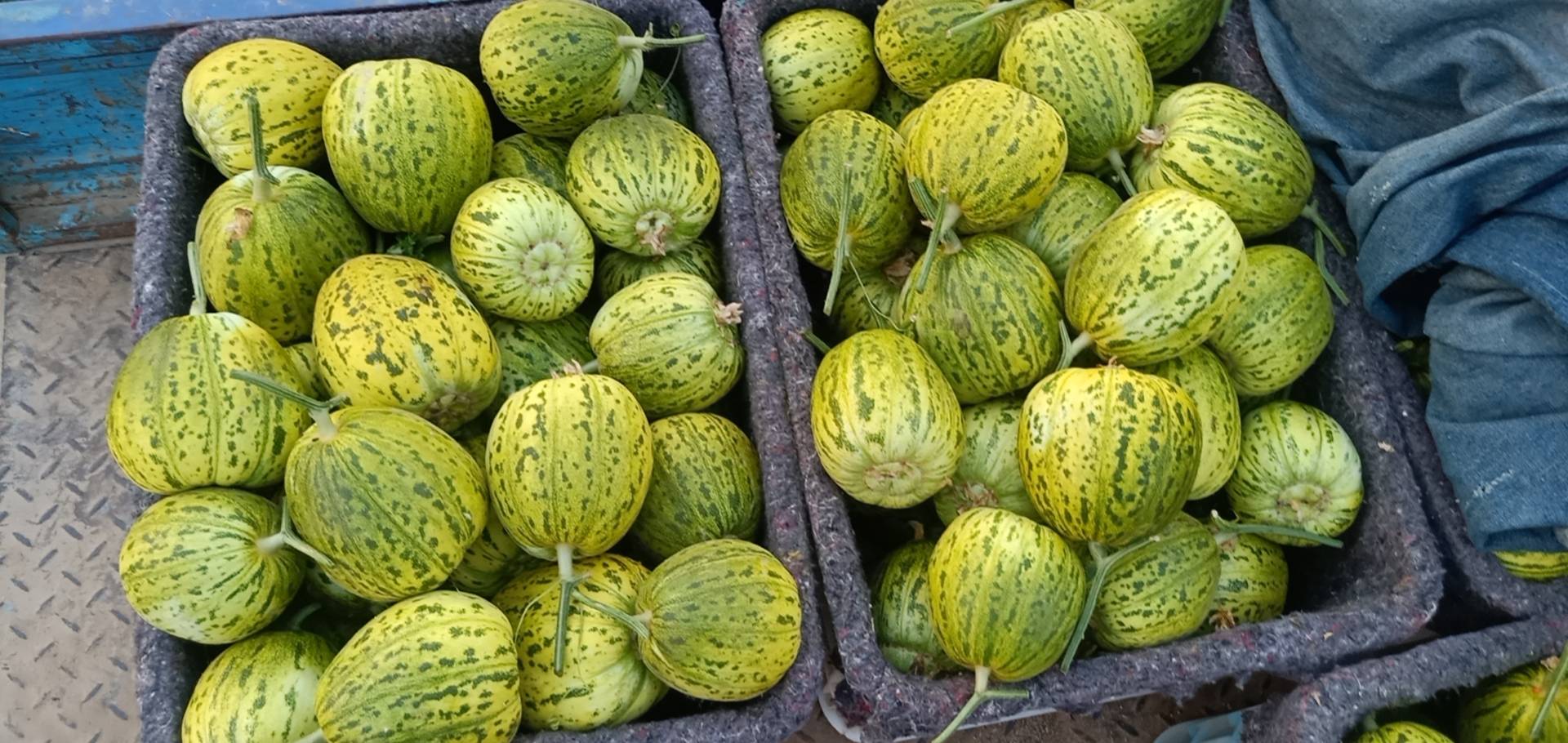 花蕾甜瓜与绿宝甜瓜对比图