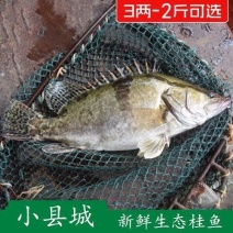 非臭鳜鱼活冻桂鱼新鲜桂花鱼新鲜鳜鱼冰鲜季花鱼鱼鳃包红不缺
