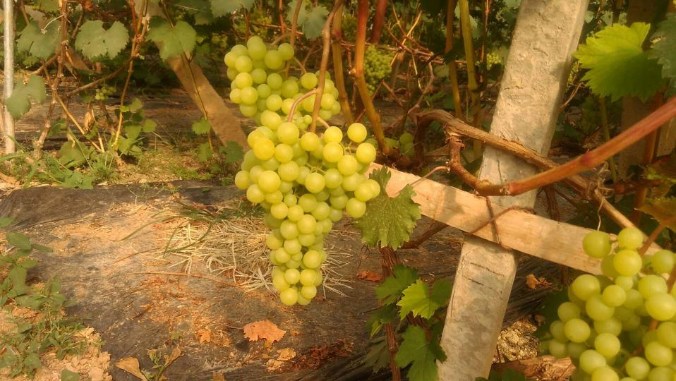 工人正在采摘成熟的维多利亚葡萄,果实新鲜饱满,装箱准备发往各地 维多利亚葡萄采摘现场