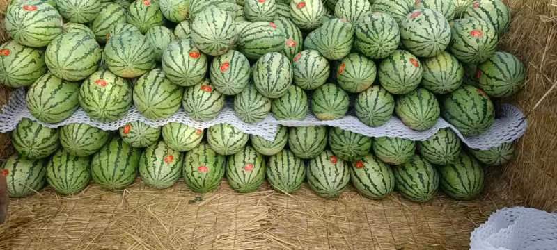 甘美西瓜与8424西瓜对比图