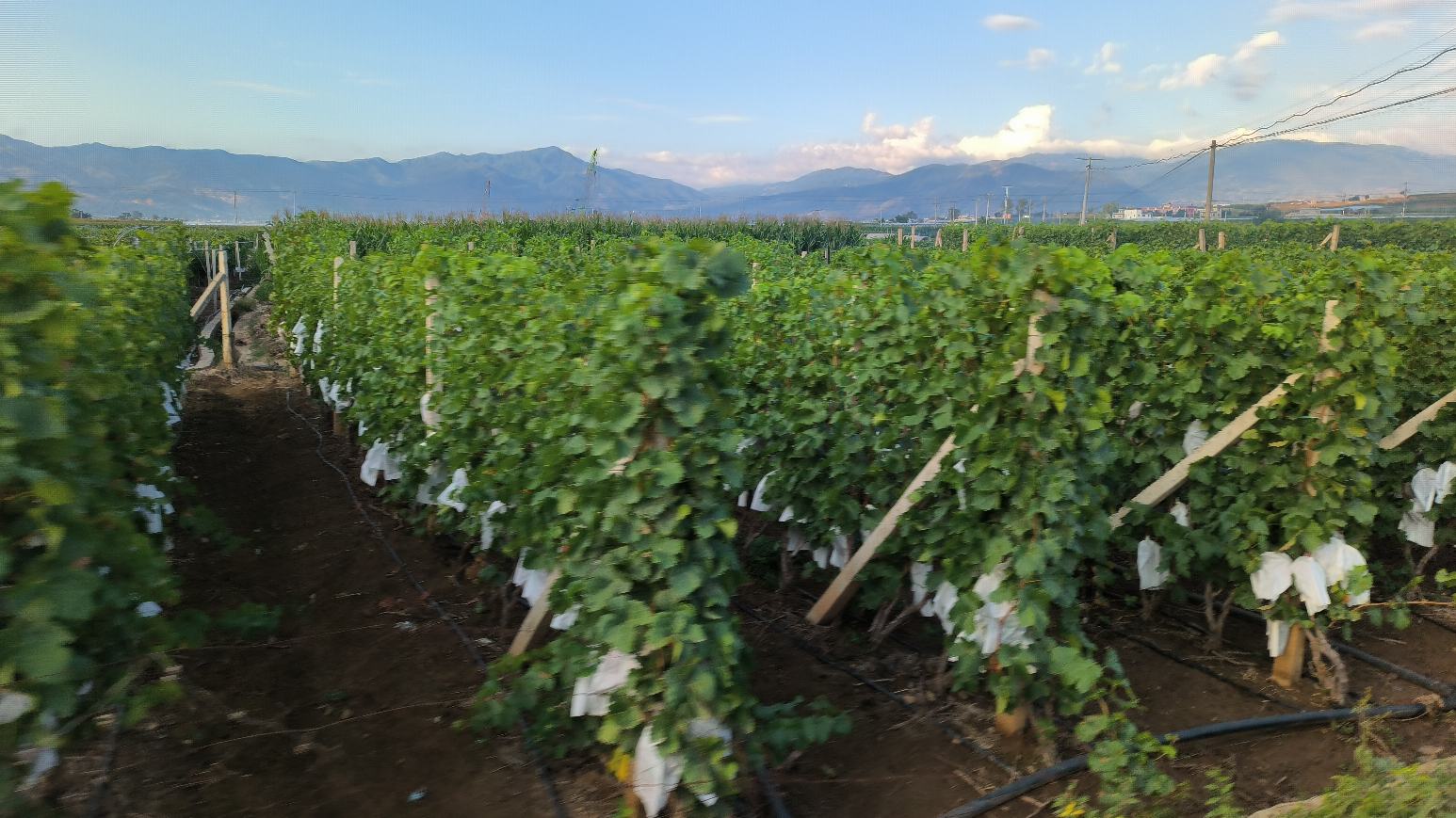 克伦生葡萄种植园的航拍图,展示整齐排列的葡萄藤,绿色的藤蔓间挂着成串的红色葡萄,背景为阳光下的山丘和蓝天 克伦生葡萄种植园